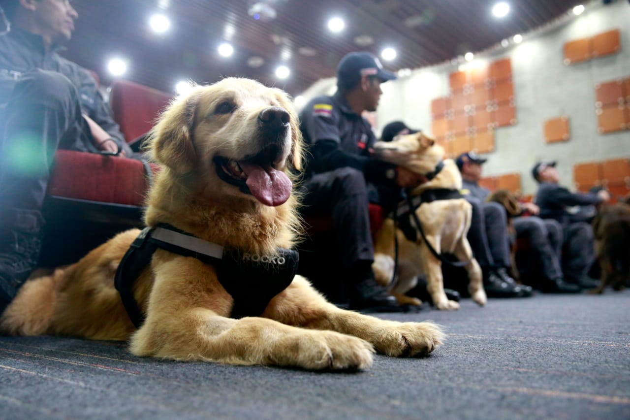 La Fiscalía General de la Nación jubiló siete de sus perros