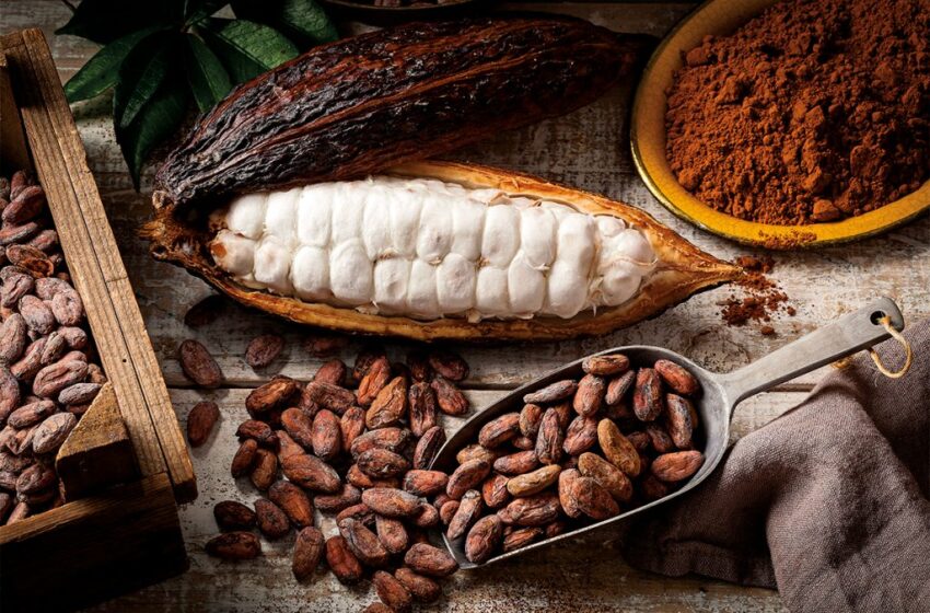  USCO realiza desde el miércoles Congreso Internacional de Cacao