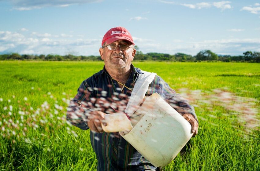  Los productores de arroz hacen llamado al Gobierno Nacional