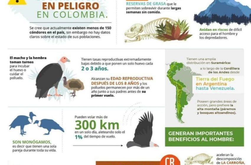  El cóndor andino, en peligro de extinción. Se cree que hay menos de 150 cóndores en el país