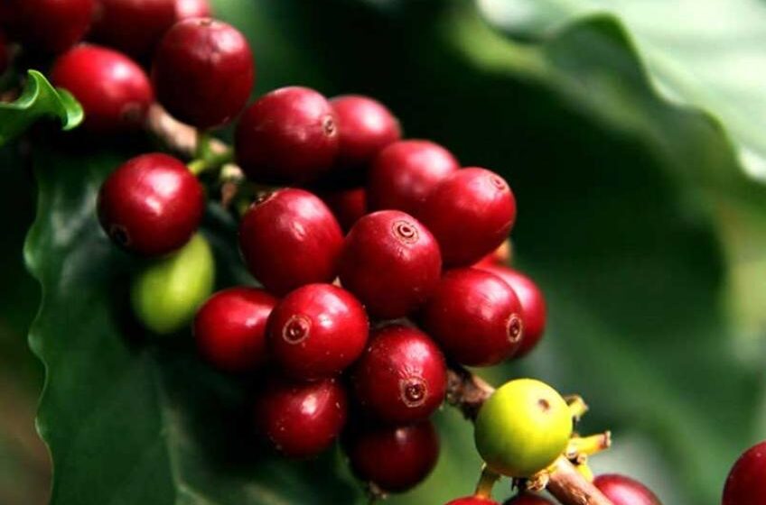  Federación Nacional de Cafeteros busca el café mas suave del país.