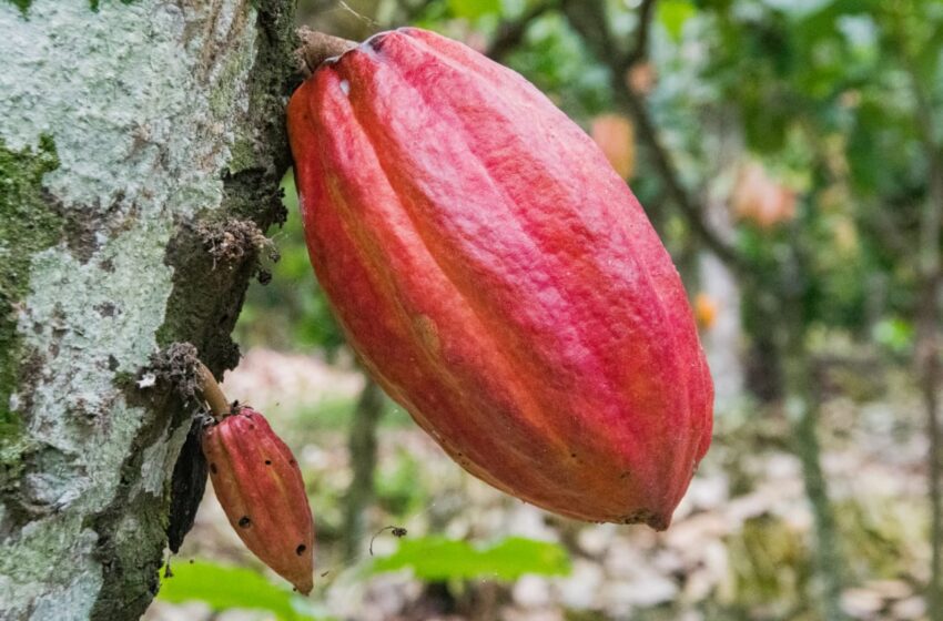  Millonaria inversión dirigida a mejorar la producción de cacao en el Huila.