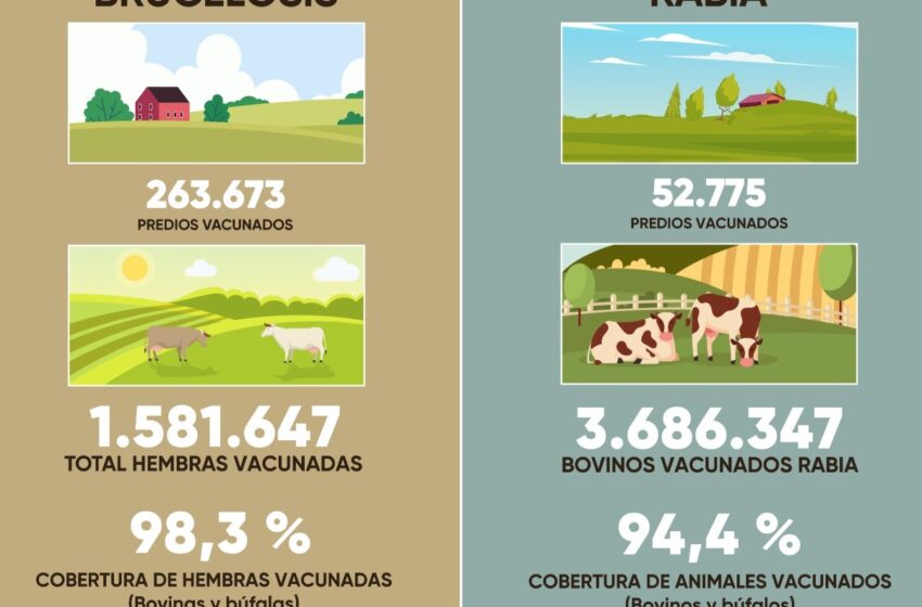  Cobertura de vacunación contra fiebre aftosa del 98,4 % consolida aún más el estatus sanitario de Colombia