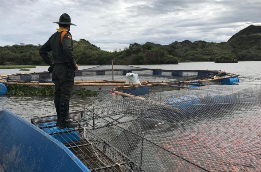  CAM suspende actividad a siete piscícolas ilegales en represa de Betania