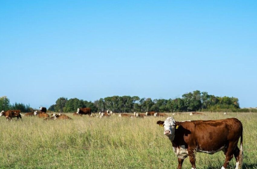  DANE reveló que ganadería bovina creció 3,4 % y producción de leche repuntó 4,2 % en III trimestre de 2021