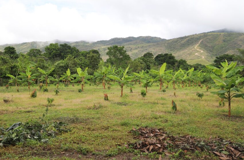  El efecto cacao fortaleció la cadena productiva de 372 productores huilenses