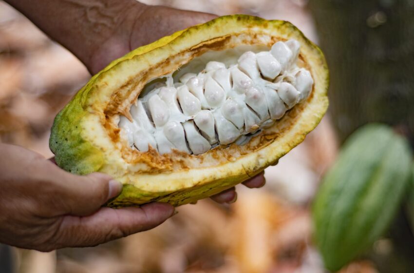  Las podas son la mejor manera de enfrentar las plagas del cacao