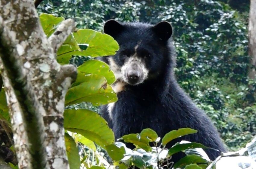  En 14 municipios del Huila habita el oso de anteojos